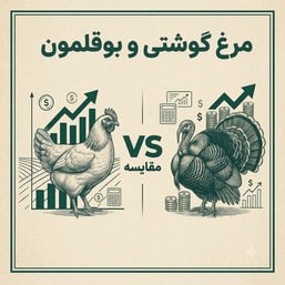 مرغ گوشتی یا بوقلمون؟ مقایسه سودآوری در سال ۲۰۲۶